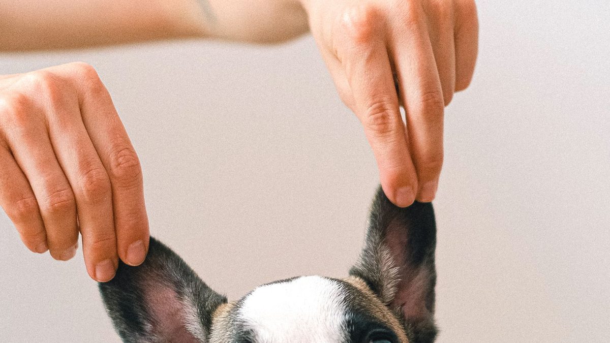 Pet Products products for Amazon USA sellers